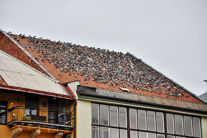 A2B Pest Control are able to install spikes to deter birds from roofs in Gravesend. 