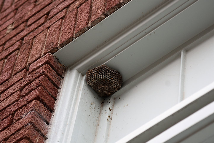 We provide a wasp nest removal service for domestic and commercial properties in Gravesend.